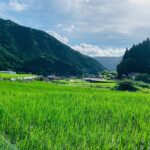 兵庫県宍粟市で無農薬のお米を栽培。無農薬、有機肥料、天日干しのお米です
