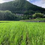 兵庫県宍粟市で無農薬のお米を栽培。無農薬、有機肥料、天日干しのお米です