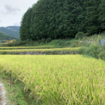 兵庫県宍粟市で無農薬のお米を栽培。無農薬、有機肥料、天日干しのお米です