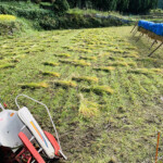 兵庫県宍粟市で無農薬のお米を栽培。無農薬、有機肥料、天日干しのお米です