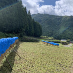 兵庫県宍粟市で無農薬のお米を栽培。無農薬、有機肥料、天日干しのお米です